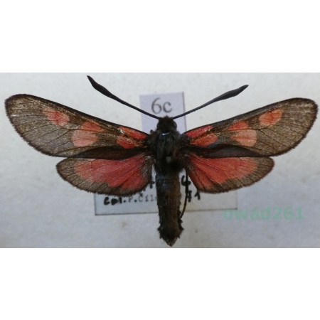 Zygaena trifolii (Esper, 1783) Kraśnik pięcioplamek Czech6c